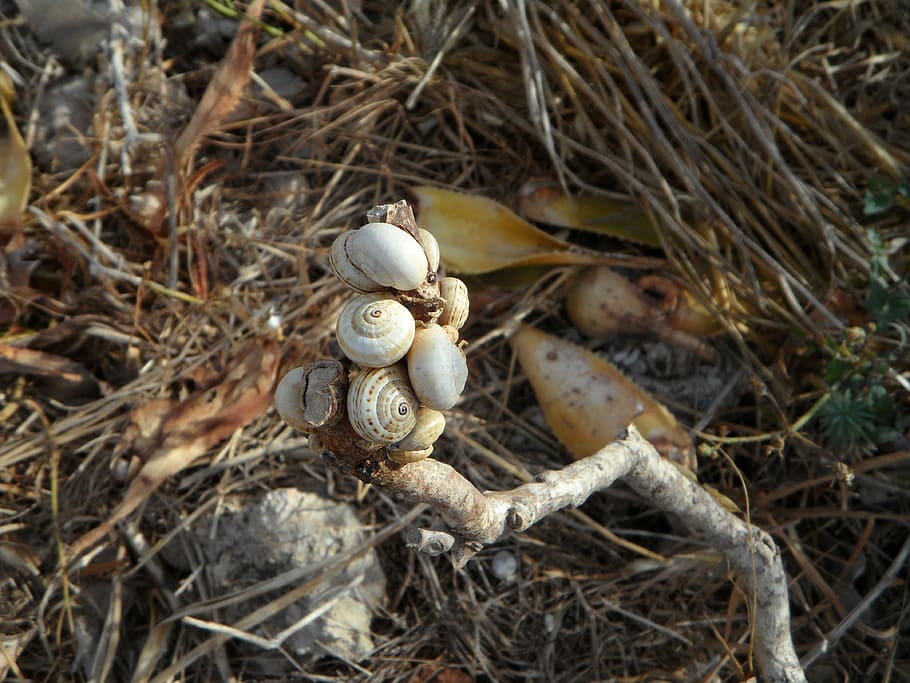 snails, shell, snail shells, loading, eng, many, quantitative HD wallpaper