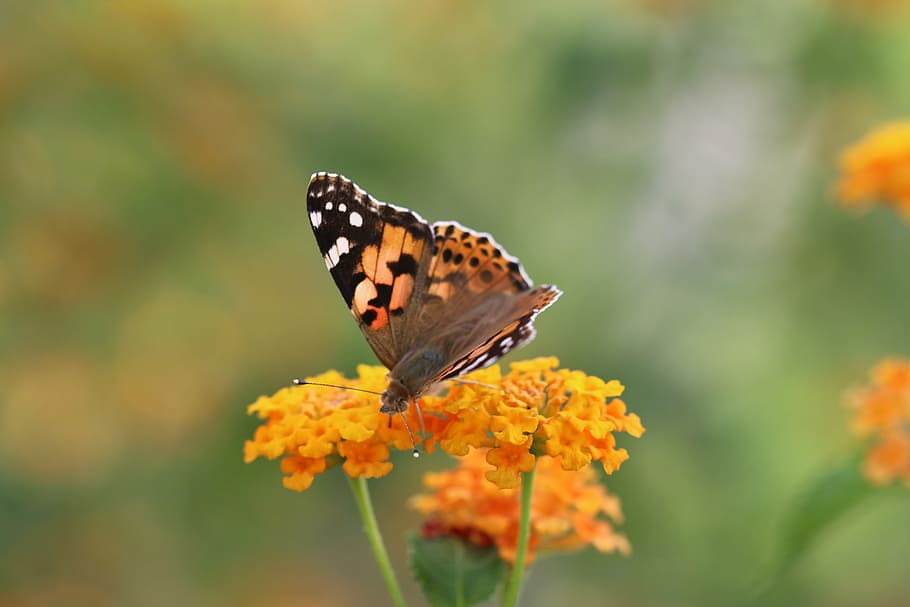 butterfly, macro, close, green field, animal, spring, flower HD wallpaper