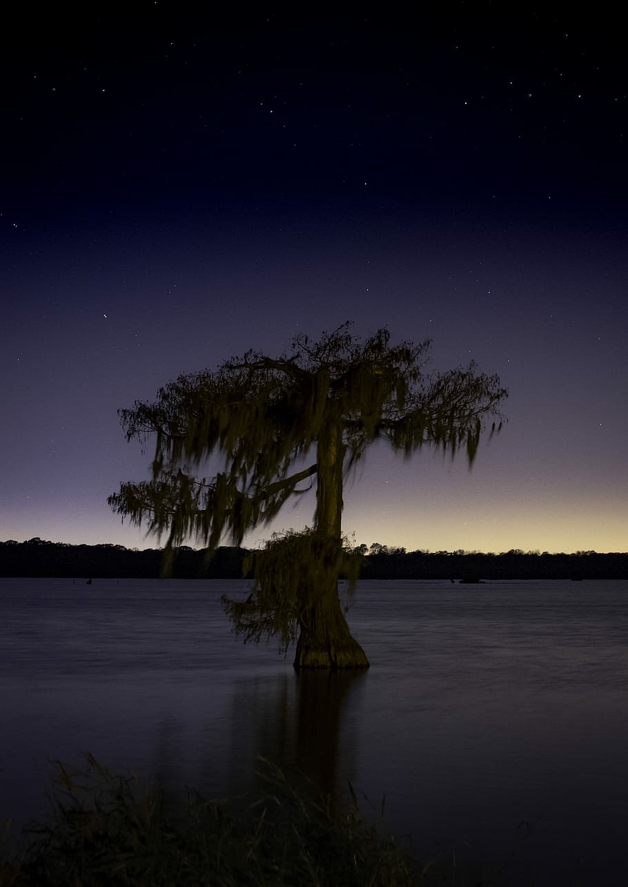 brown tree surrounded ocean water under night sky, green tree on body of water HD wallpaper