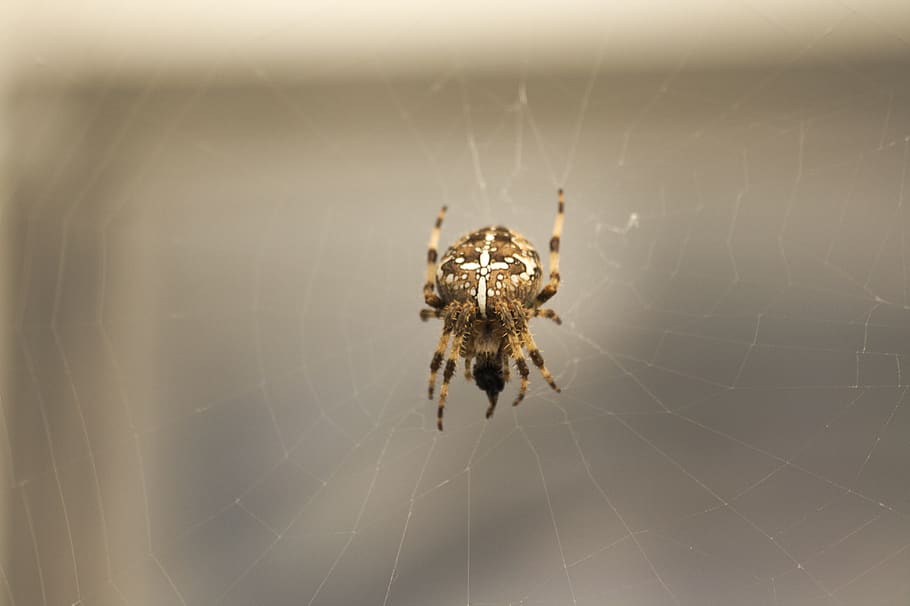 insects, spider, nature, arachnid, animal themes, invertebrate HD wallpaper