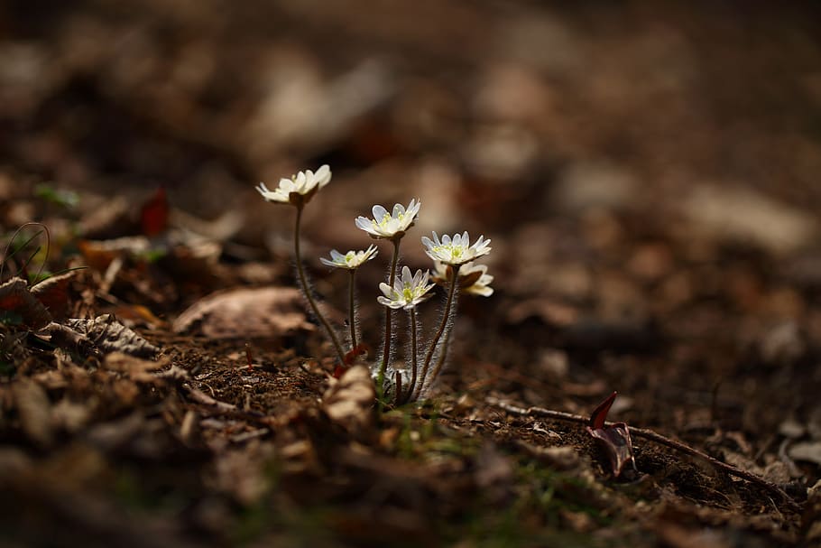 white petaled flowers on ground, nature, outdoors, plants, hepatica