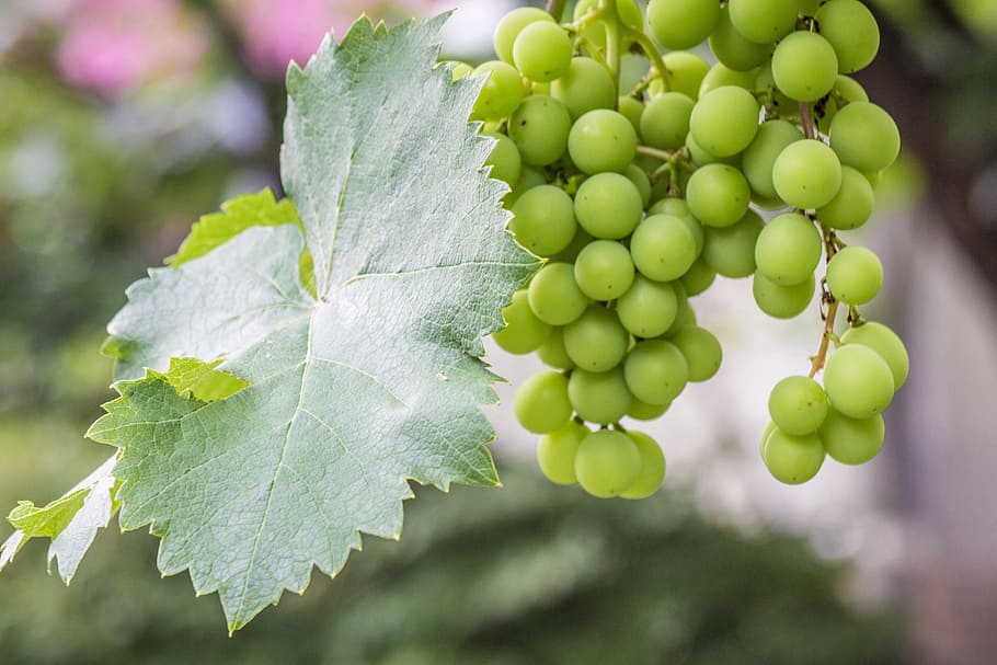 Grape, Fruit, Gain, green, result, beautiful, tasty, green color HD wallpaper