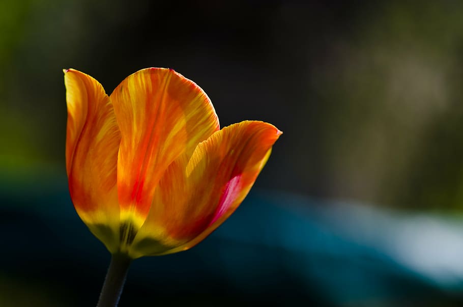 tulip, spring, orange, yellow, red, spring flower, close, petal HD wallpaper