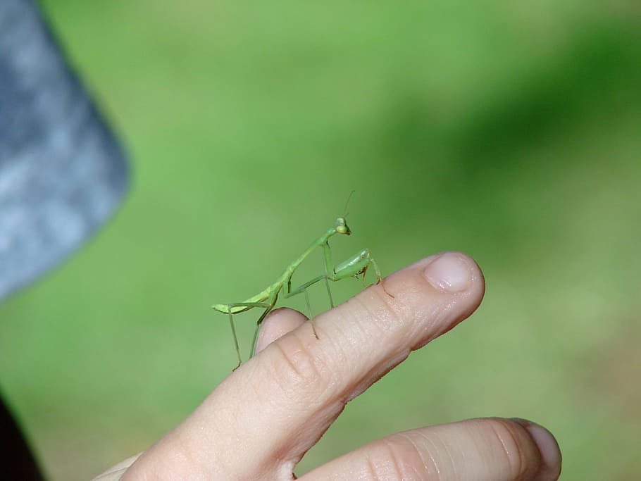 mantis, insect, green, finger, hand, curiosity, baby, praying HD wallpaper
