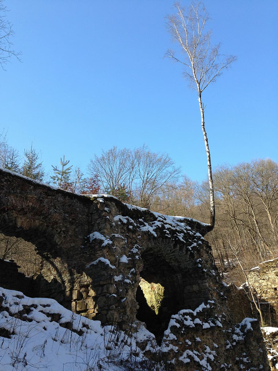 Tree, Birch, Nature, Snow, Winter, bare tree, blue, sky, plant HD wallpaper