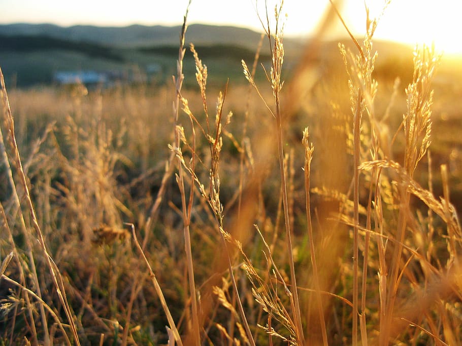 wheat field under sunset, shallow focus photography of brown wheat HD wallpaper