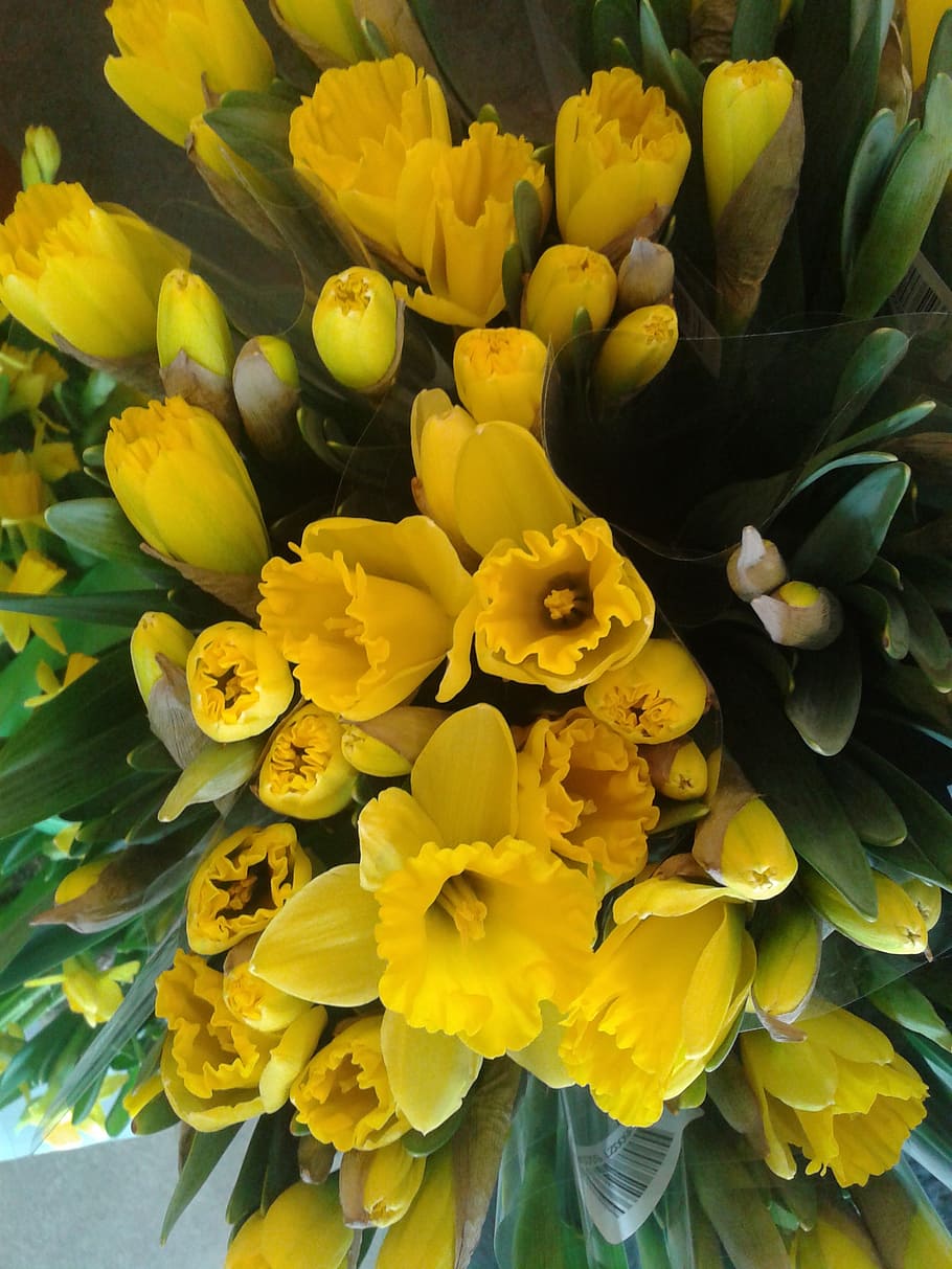 easter, easter lilies, plants, flower, yellow, flowering plant HD wallpaper