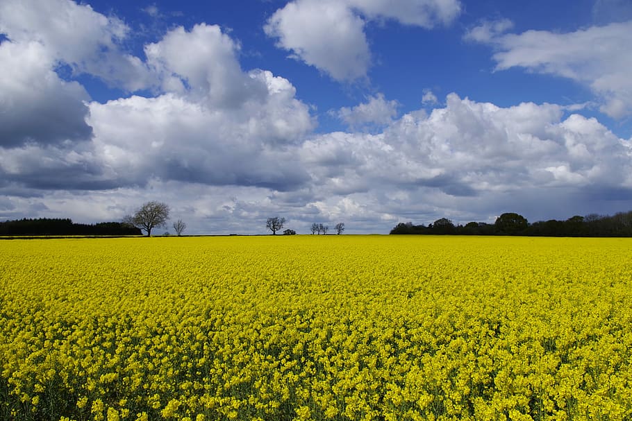 England, Oilseed Rape, Yellow, Fields, horticulture, agriculture HD wallpaper