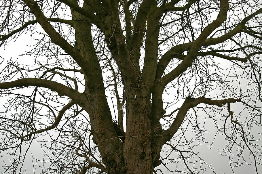 tree, deciduous tree, nature, sky, landscape winter, wintry HD wallpaper