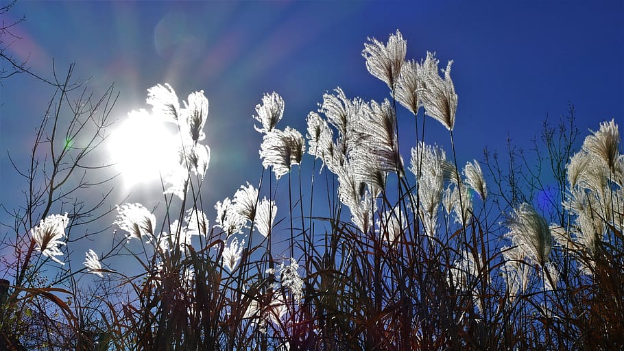 sun, beams, sunbeams, landscape, sky, light, bright, shine HD wallpaper
