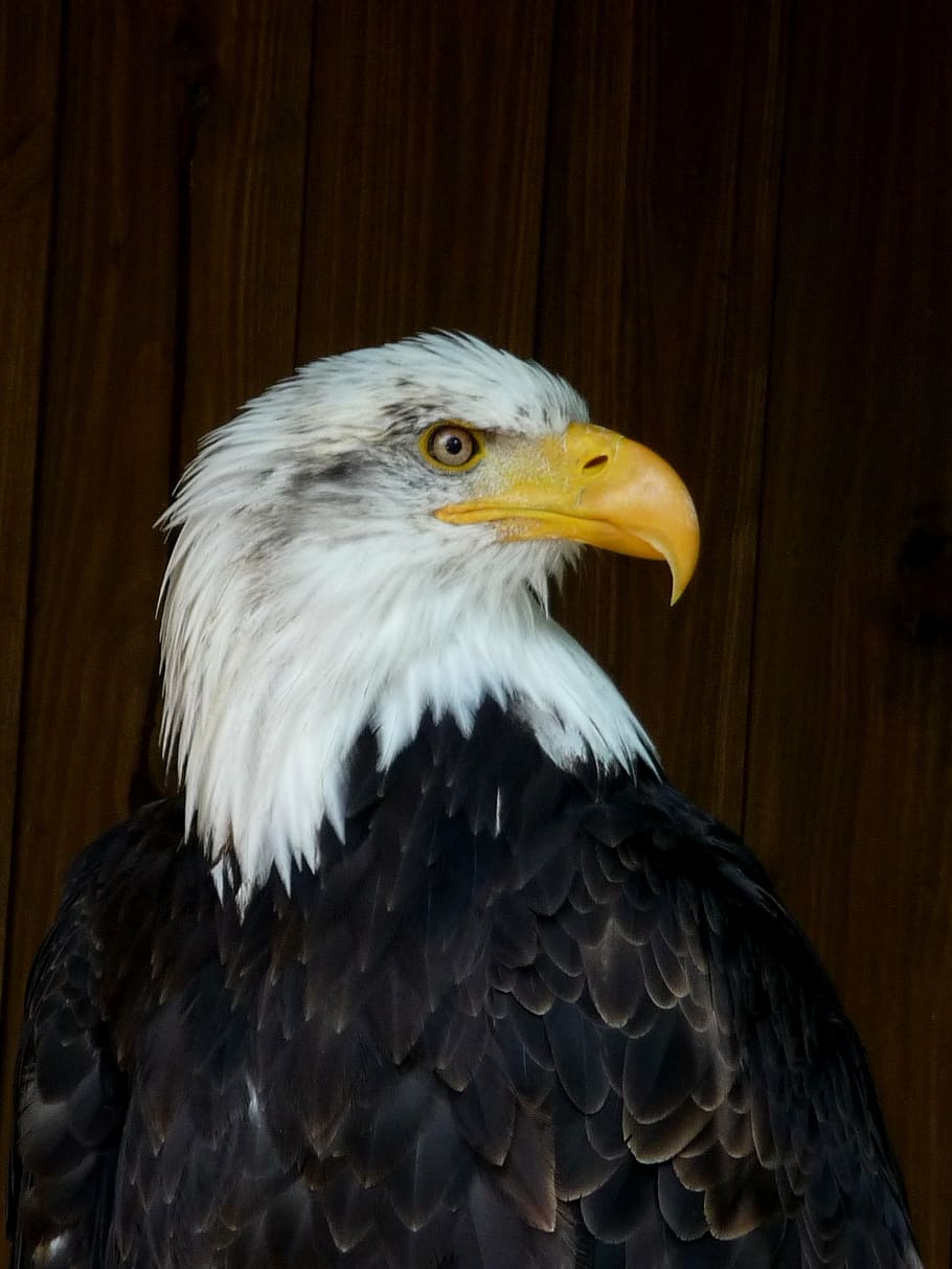 sea ​​eagle, bird, predator, breeding raptors, animal themes HD wallpaper