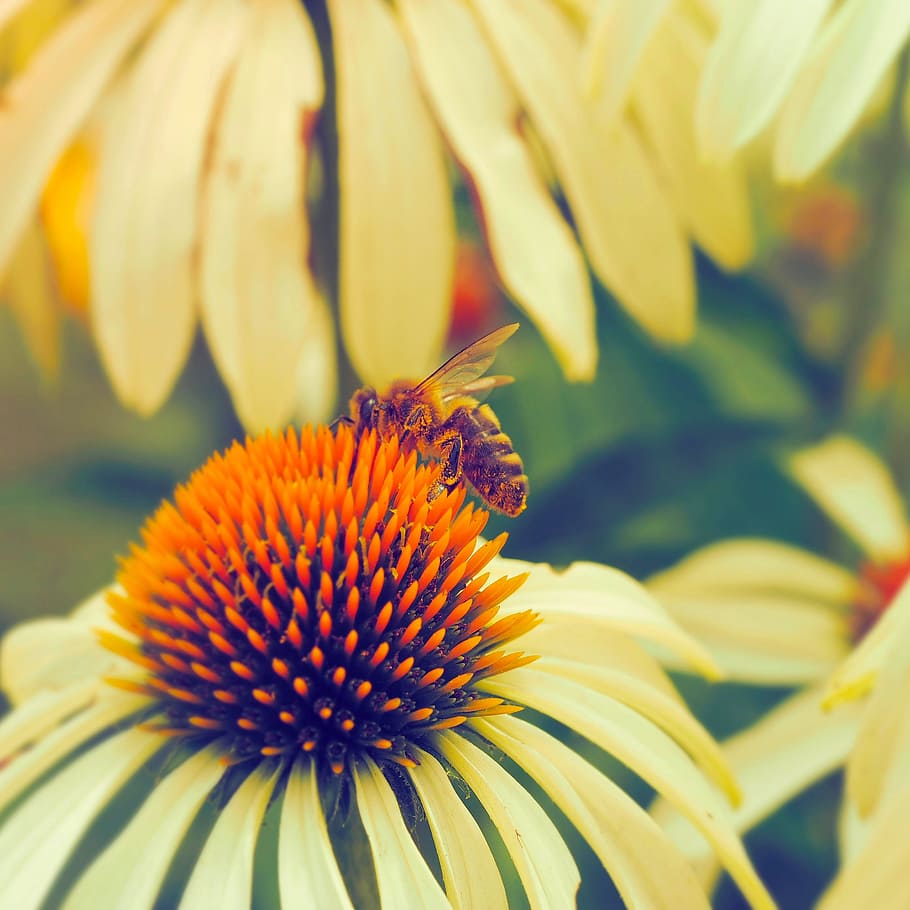 bee, insects, forage, macro, flowers, nature, pollinator, flowering plant HD wallpaper
