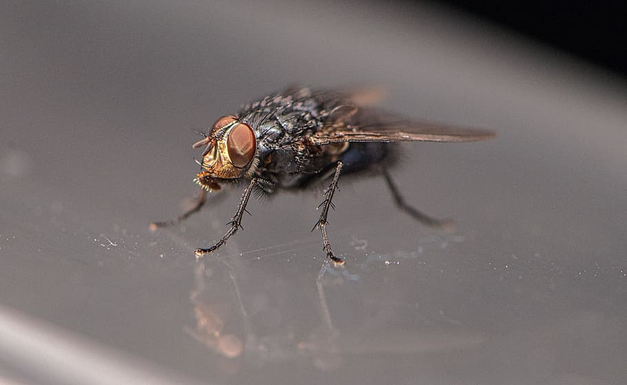 Fly, Insect, Bug, Macro, Wing, Small, biology, nature, animal HD wallpaper