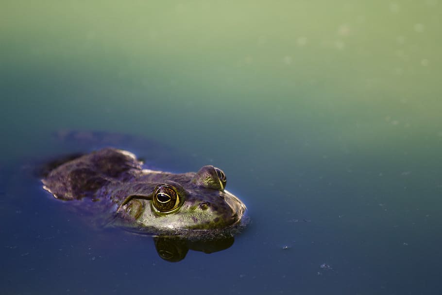 HD wallpaper: brown frog on river, frog submerge in water, amphibian ...