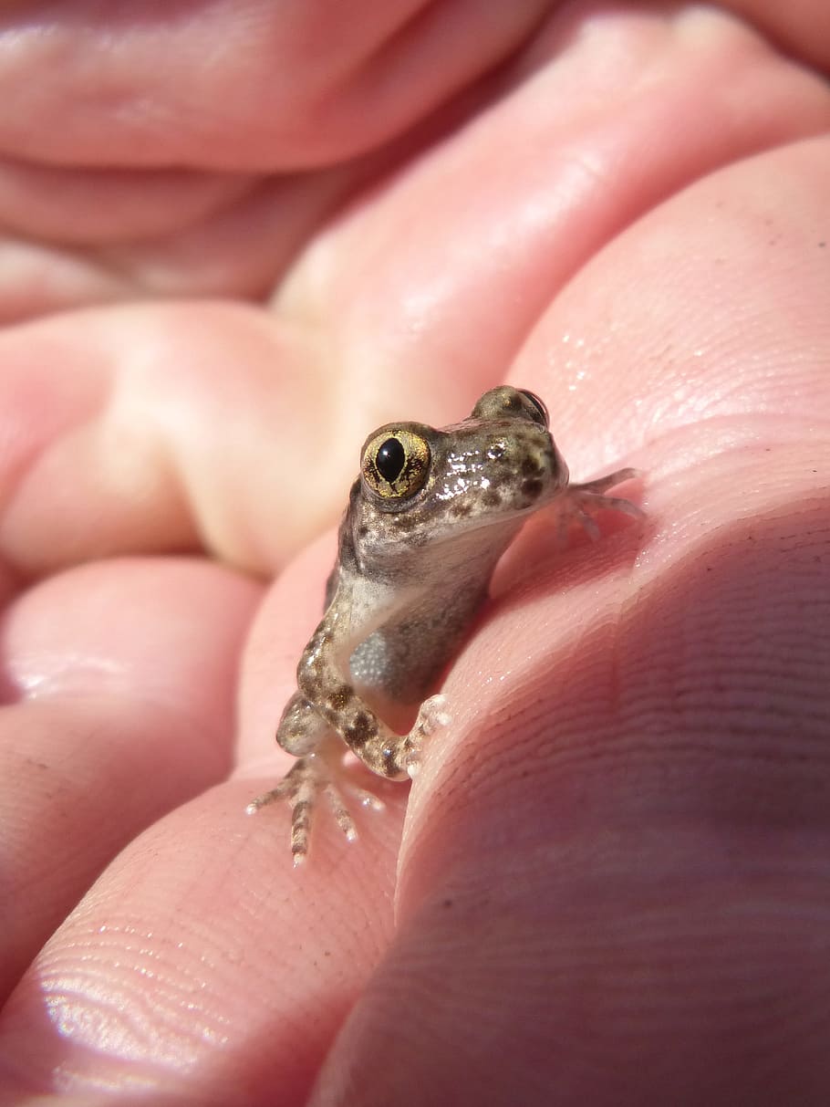 Frog, Lower Case, Hand, Priorat, montsant, human body part HD wallpaper