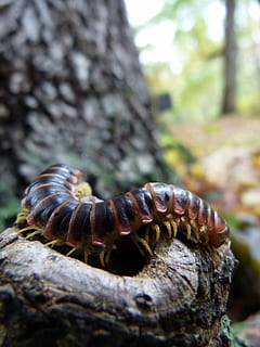 Bug, Caterpillar, Insect, Animal, wildlife, centipede, black HD wallpaper