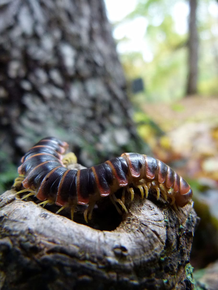 Bug, Caterpillar, Insect, Animal, wildlife, centipede, black HD wallpaper