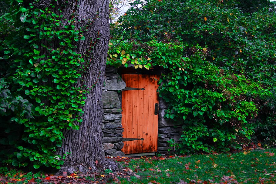 door, rustic, vines, hinges, plant, growth, tree, green color, HD wallpaper