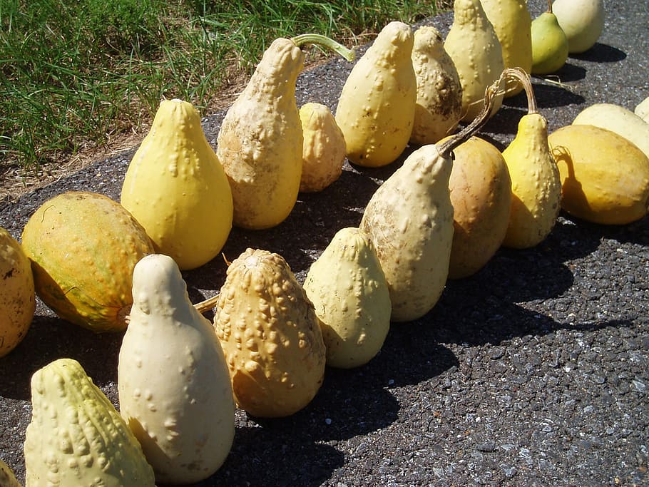 yellow, ornamental, gourds, fall, halloween, pumpkin, food and drink HD wallpaper