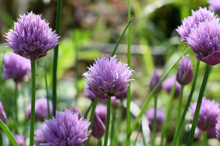 food, field, summer, purple, aromatic, bloom, blooming, blossom HD wallpaper