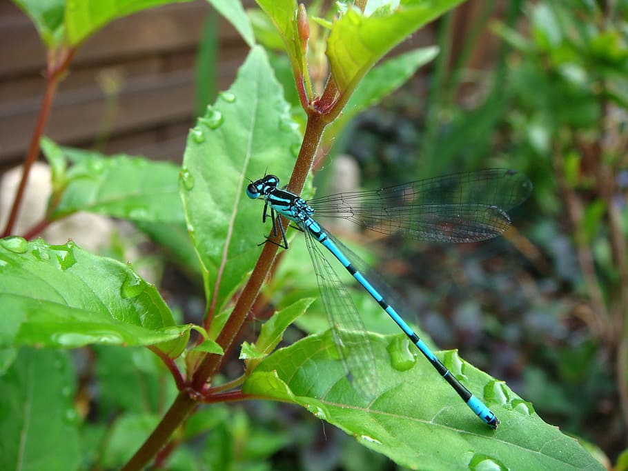 Fauna, Insects, Dragonfly, nature, animal, close-up, wildlife HD wallpaper