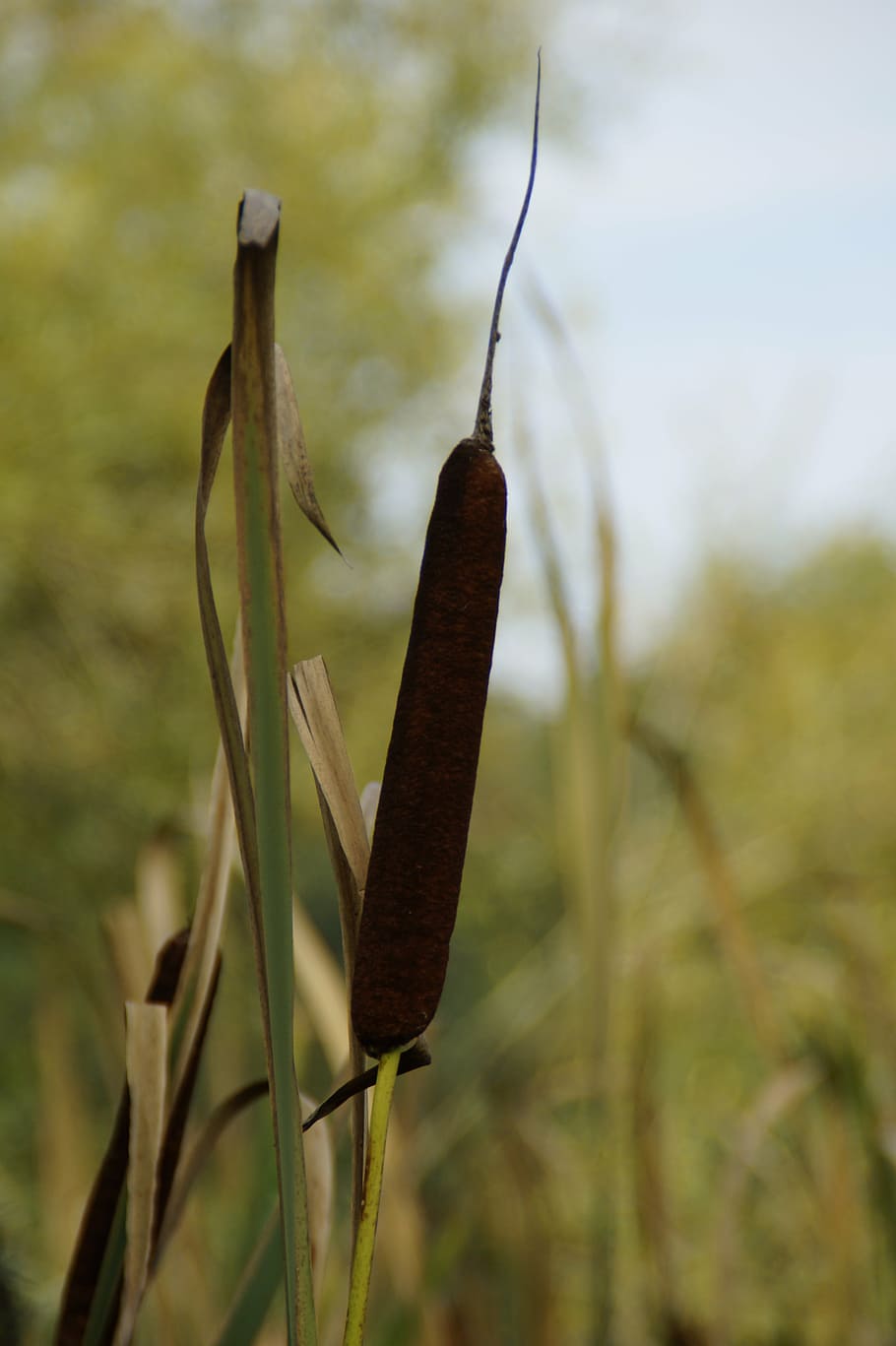 cattail, rush, reed, lake, reeds, tube piston greenhouse, nature HD wallpaper