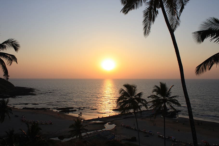 silhouette of coconut trees near ocean water during golden hour HD wallpaper