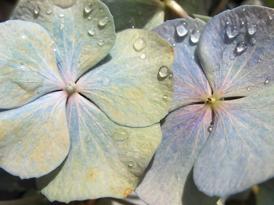 flower, blue, garden, nature, spring, close-up, plant, water HD wallpaper