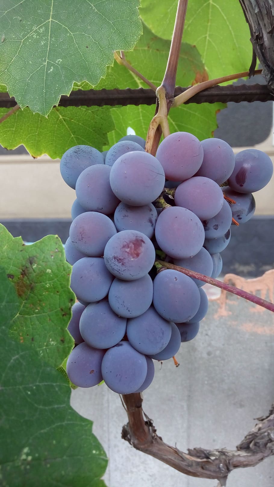 grapes, autumn, galore, food and drink, healthy eating, fruit HD wallpaper