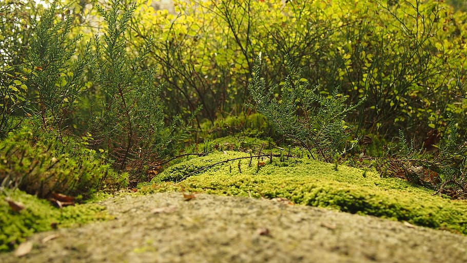 green leafed plants on ground at daytime, photography, forest HD wallpaper