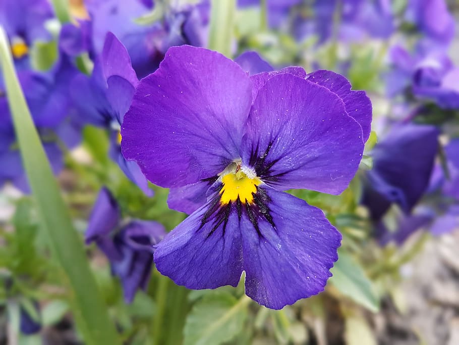 Flowers, Spring, Pansies, purple, petal, flower head, nature HD wallpaper