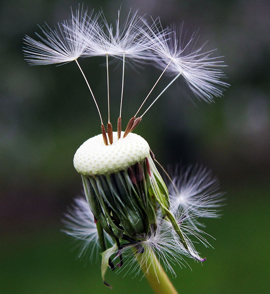 macho photography of white dandelion, seeds, nature, spring HD wallpaper
