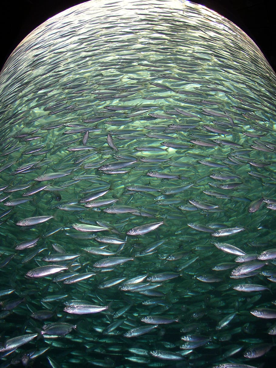 fishes, shoal, many, multitude, mackerel, marine, water, collection HD wallpaper