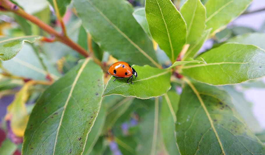 ladybug, green, leaf, grass, nature, summer, plant part, beetle HD wallpaper