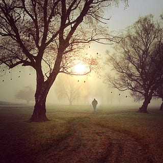 silhouette of person standing near trees, walk, landscape, sun HD wallpaper