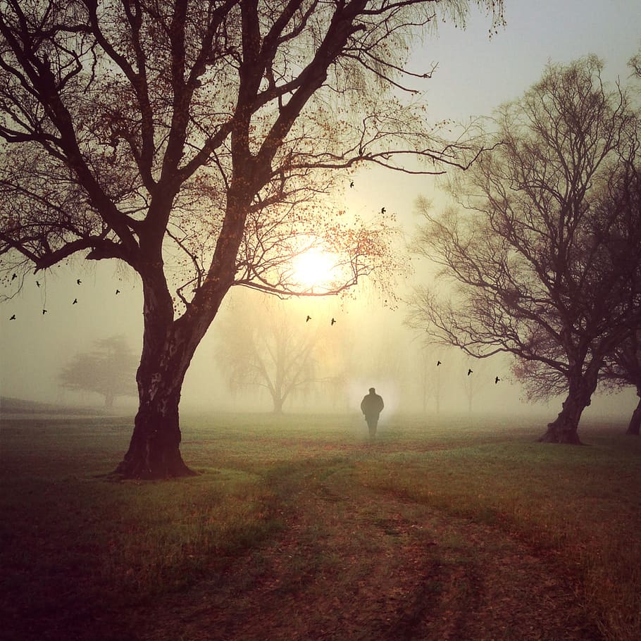 silhouette of person standing near trees, walk, landscape, sun HD wallpaper