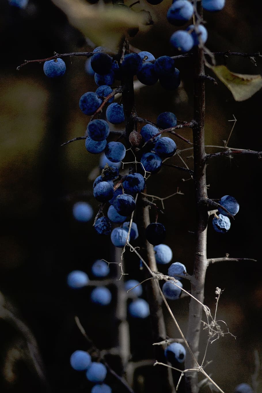 nature, plants, stem, branches, fruits, berries, healthy eating HD wallpaper