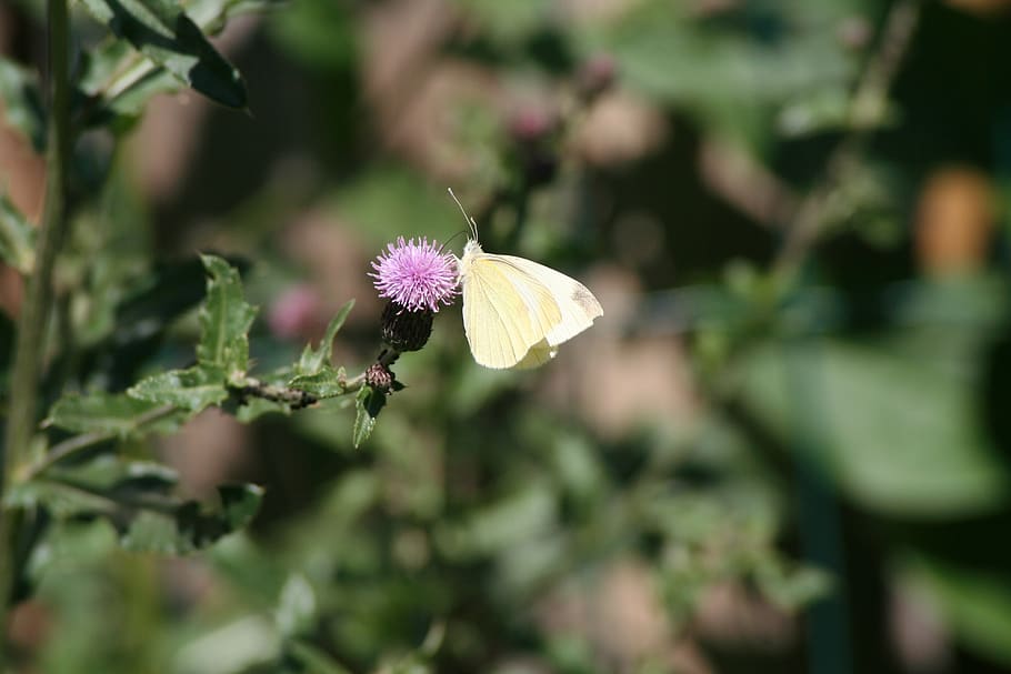 butterfly, nature, summer, flowering plant, fragility, freshness HD wallpaper