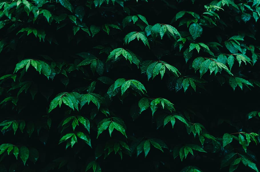 photo of green leafed plant, plants, trees, nature, farm, garden HD wallpaper