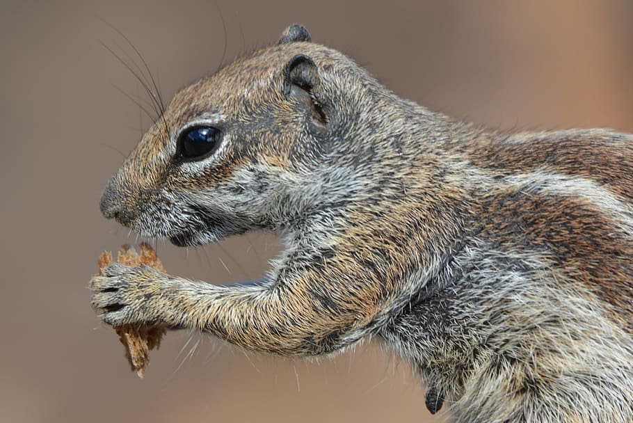 squirrel, ground squirrel, animal, chipmunk, food, wildlife HD wallpaper