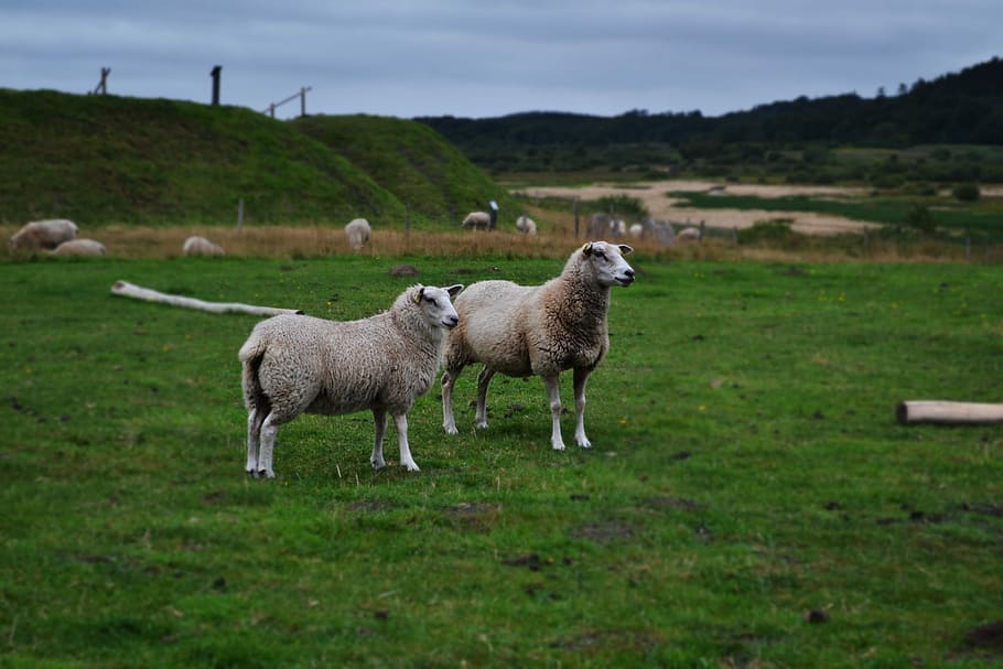 sheep, pasture, meadow, flock, landscape, graze, wool, flock of sheep HD wallpaper