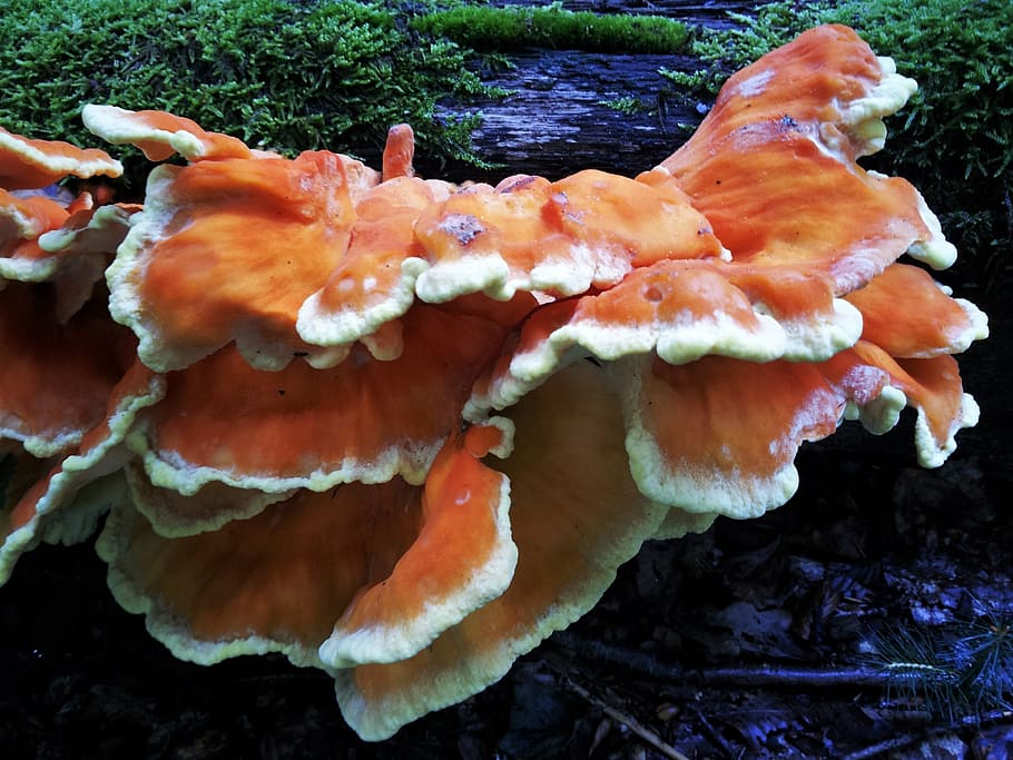 tree fungus, sponge mushroom, coral fungus, unusual, rarely, HD wallpaper