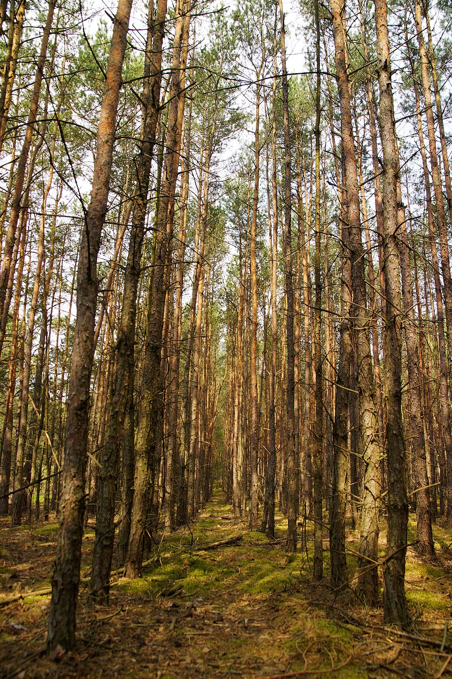 Forest, Tree, Nature, Foliage, Way, green, moss, autumn, bronze HD wallpaper