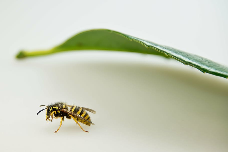 wasp, insect, close, macro, summer, sting, leaf, yellow, nature HD wallpaper