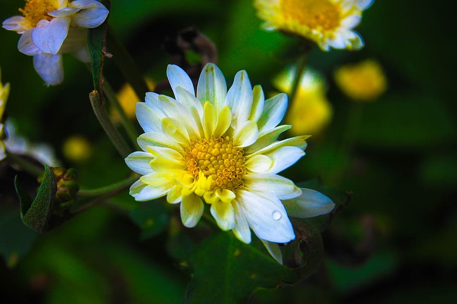 flower, nature, srilanka, flowering plant, freshness, beauty in nature HD wallpaper