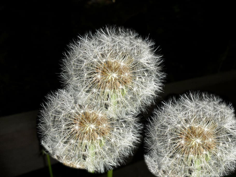 dandelion, darkness, blossom, bloom, close, pointed flower HD wallpaper