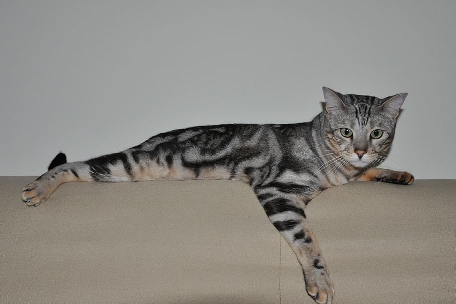 Cat, Bengal, Pet, Feline, Sofa, lying down, indoores, domestic Cat HD wallpaper