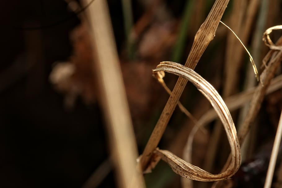 straw, nature, plant, close-up, no people, focus on foreground HD wallpaper