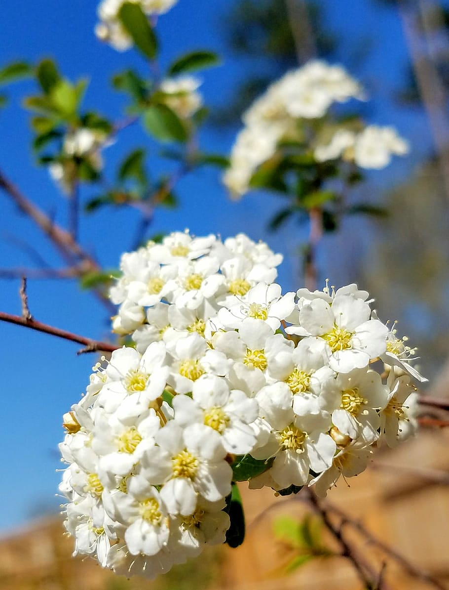 flower, flora, nature, tree, branch, flowering plant, fragility HD wallpaper