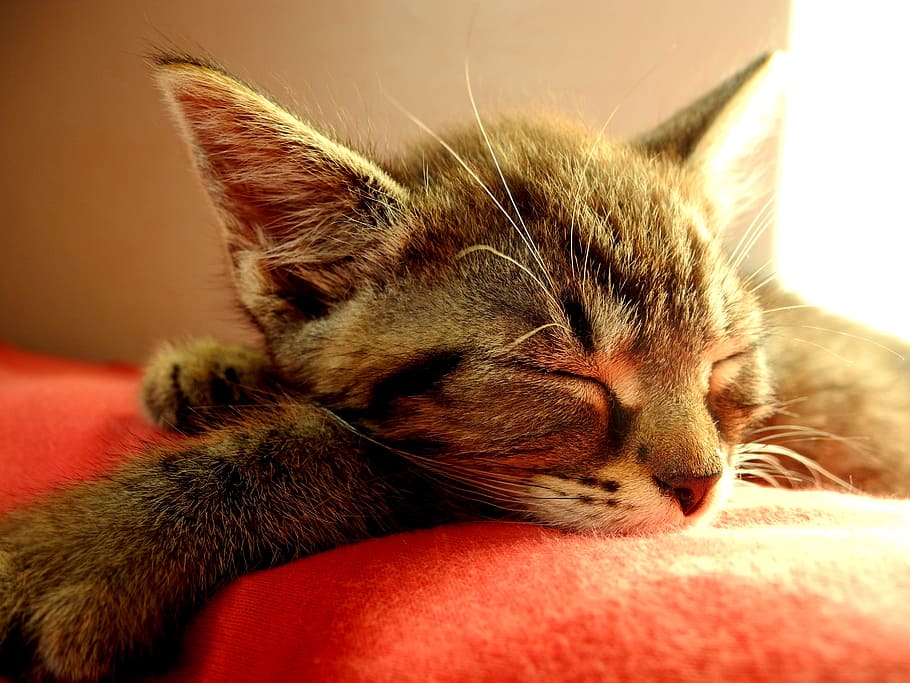 cat sleeping on red textile, kitten, small, it lies, kitty HD wallpaper